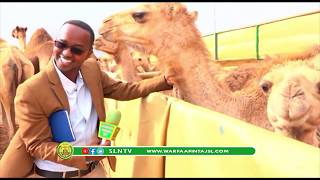 Dawlada Imaaraatka Carabta Oo Maal Galinaysa Caanaha Geela Somaliland