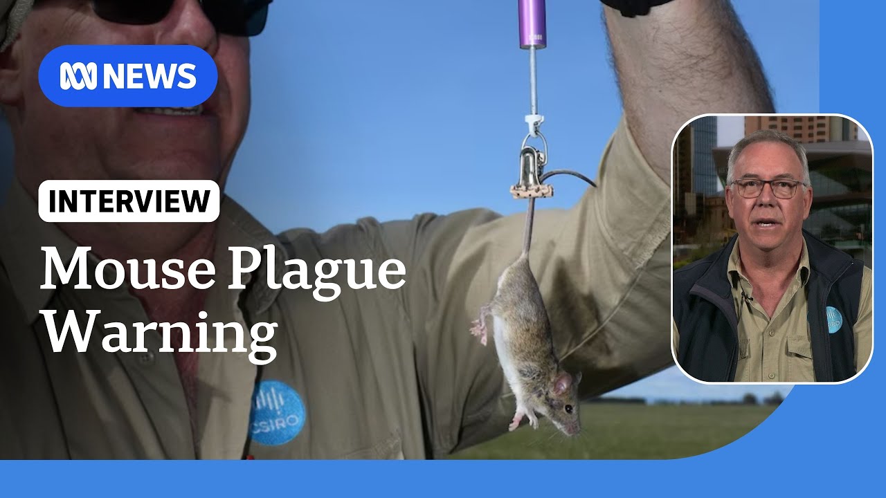 Mouse population set to surge in some of Australia’s key crop regions | ABC NEWS