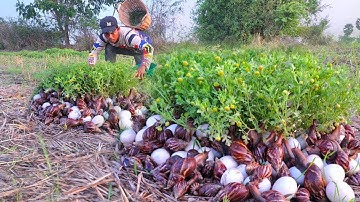wow best videos - pick a lot of duck eggs and snails under grass at field by hand a farmer skills