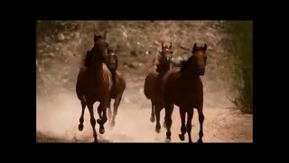 LITTLE WING - CONCRETE BLONDE