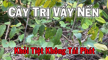 Cây Chữa Vẩy Nến 100 Người Thì 99,9 Người Không Biết | Thaoduoc.net