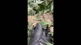 Animal Mints - Seed Junky Genetics | Premium Cannabis
