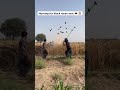 Hunting for black raven nest eggs 🥚😱. #wildlife #ytshorts #hunting #farmer #amazing