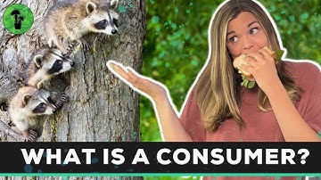 Types of Consumers | Herbivores Omnivores & Carnivores