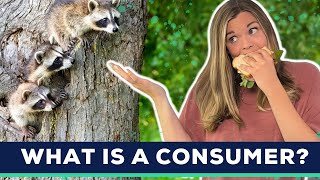 Types of Consumers | Herbivores Omnivores & Carnivores