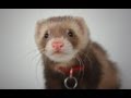 Sebastian the Ferret