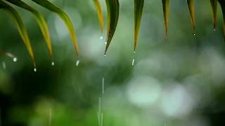 Relaxing Music & Rain Sounds - Beautiful Piano Music, Background Music, Sleep Music • You & Me