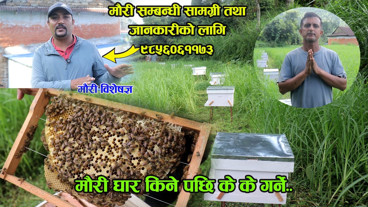 यसरी मौरी पालन गर्नुस् विदेश जानु पर्दैन - Mauri Palan Nepal