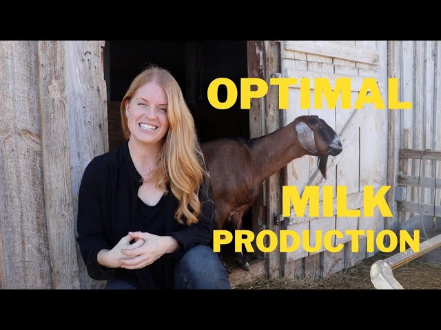 Breeding for Optimal Goat Milk Production class=
