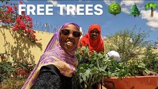 450,000 FREE TREES | Annual Initiative from Ministry of Climate Change in HARGEISA SOMALILAND 2024