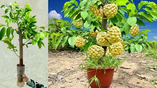 Unique skill Sweetsop tree with Aloe Vera in water bottle / how to grow sweetsop trees fruits