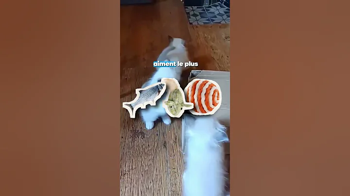 Video 11457401: birman kittens, birman cat, kitten adoption