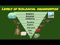 Levels of Biological Organization Explained