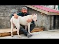 DOGO ARGENTİNO PABLOYU SEVENLER BU VİDEO SİZİN İÇİN