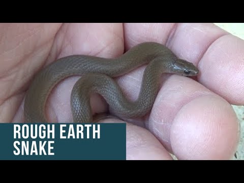 Rough Earth Snake Size Comparison - YouTube