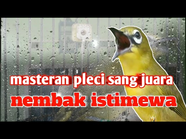 masteran sang juara - pleci nembak istimewa class=