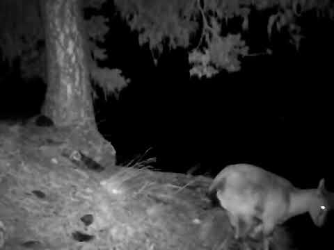 ჯიხვი თუშეთის ეროვნულ პარკში | Tusheti National Park
