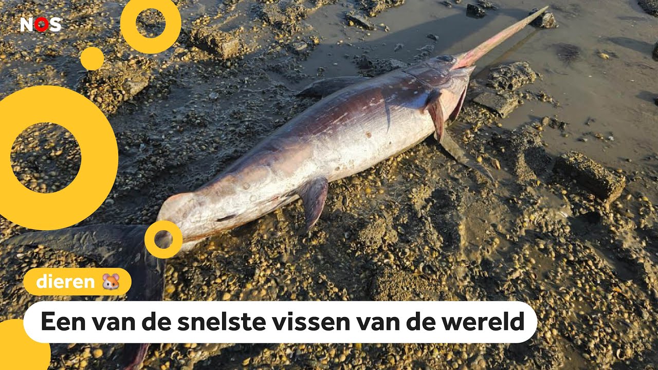 Zeldzame zwaardvis aangespoeld aan Nederlandse kust
