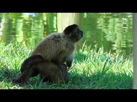 MACACO-PREGO NO ZOOLÓGICO DO CIGS - MANAUS - AMAZÔNIA