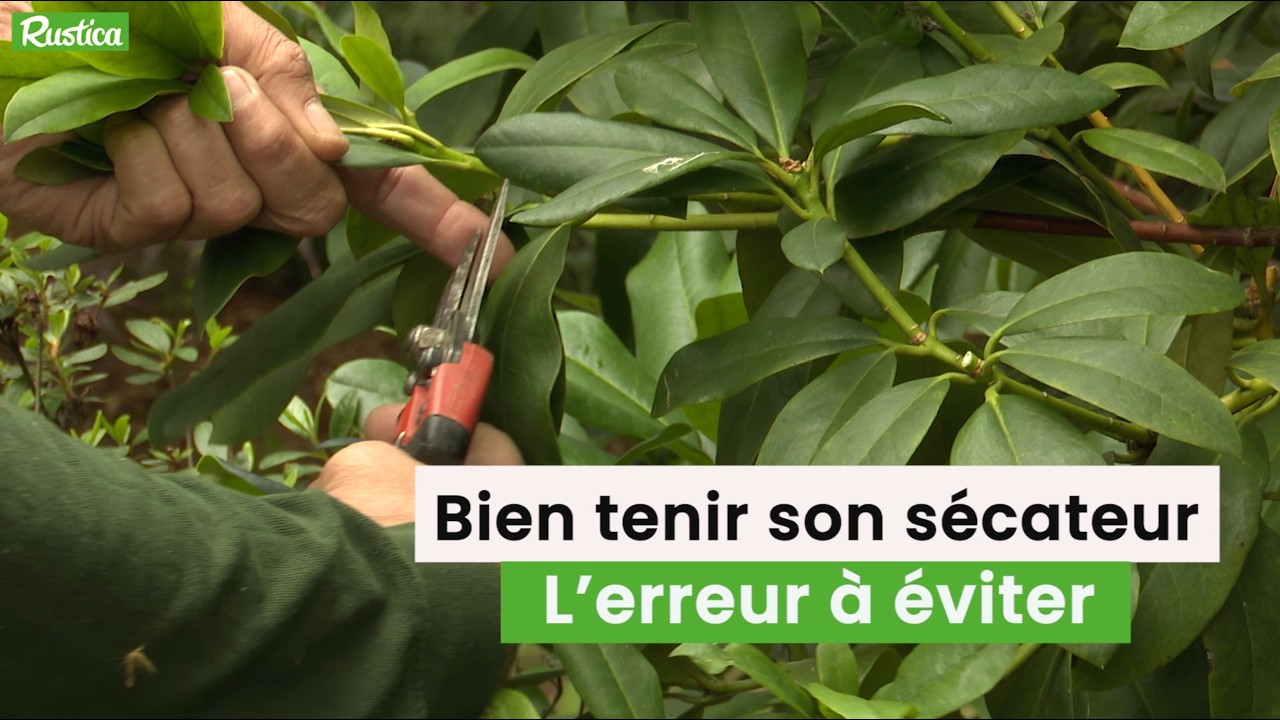 Sécateur : l’erreur que presque tous les jardiniers font sans le savoir