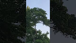 Jim's Camera at dawn is live!