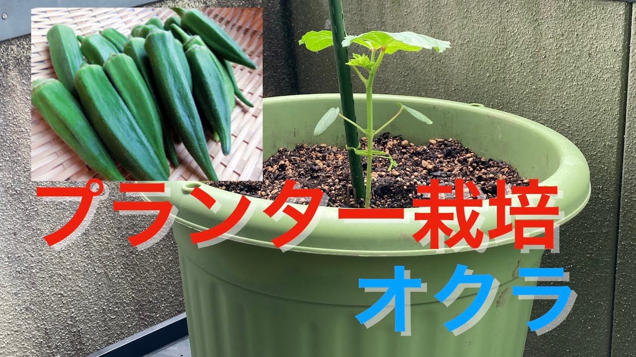 オクラ プランター栽培の植え付け動画です Youtube