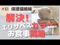 【ねこ役立ち情報】解決！エリザベスカラー着用時のお食事問題