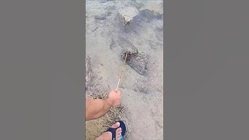 người trên núi xuống biển thấy con này lạ quá