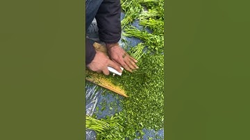 Gentle celery chopping process for uniform cuts 🥬 #shorts