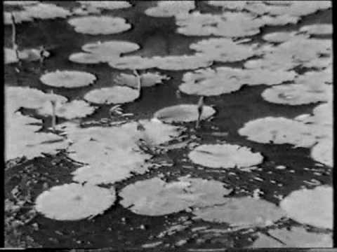 Australian Nature Film 1961 by Lex Halliday