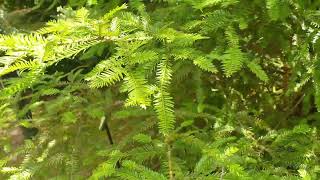 Sequoia sempervirens sekvoje vždyzelená