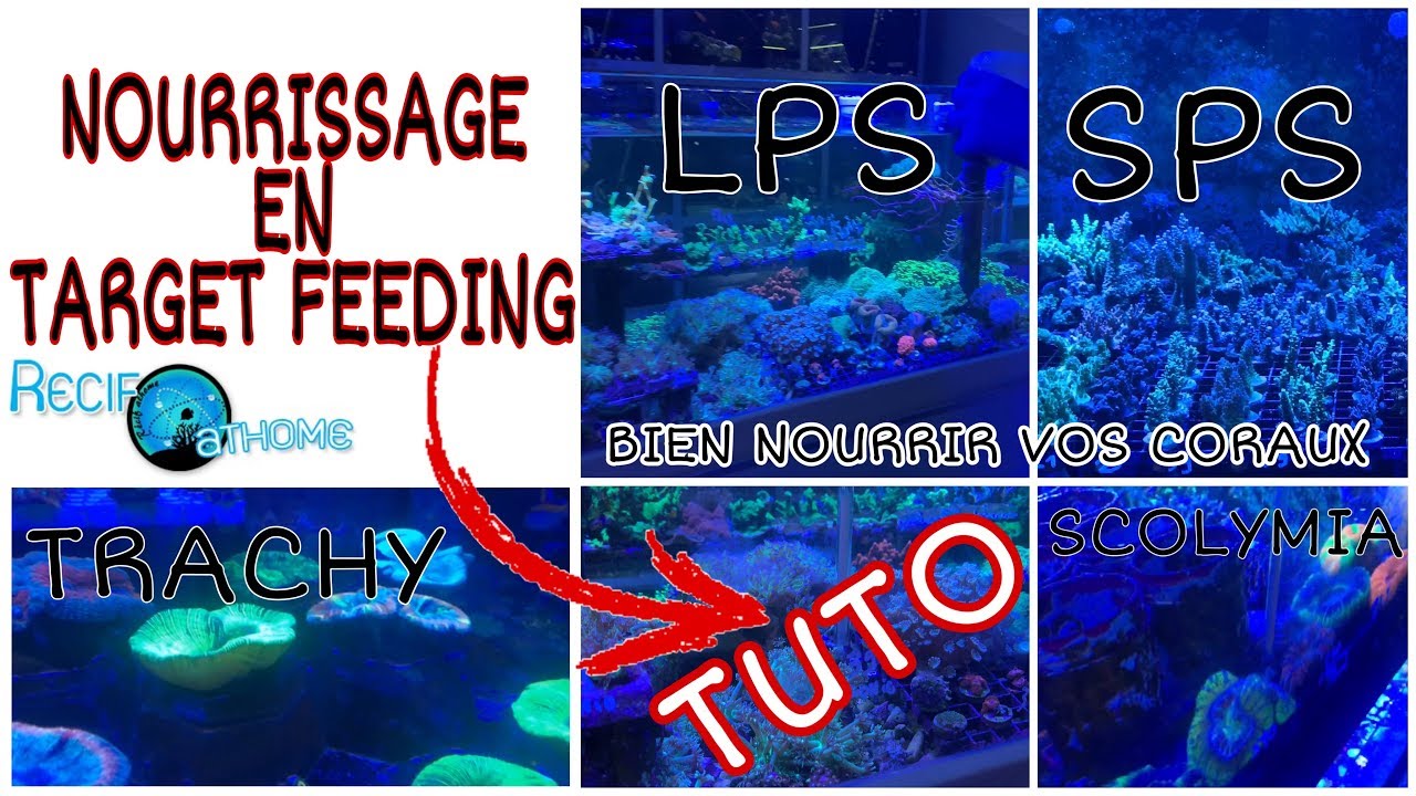 NOURRIR 1OOO CORAUX EN TARGET FEEDING - COMMENT NOURRIR SES CORAUX!?