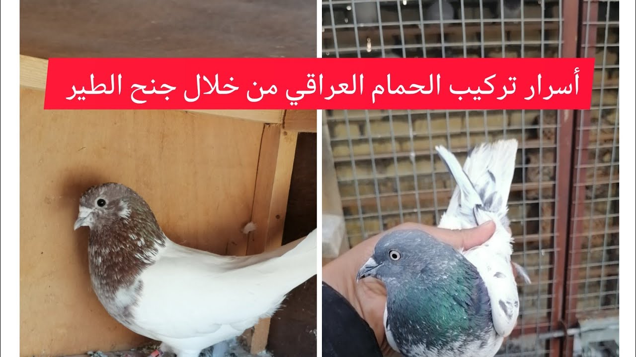 أسرار تركيب الحمام العراقي من خلال الجنح