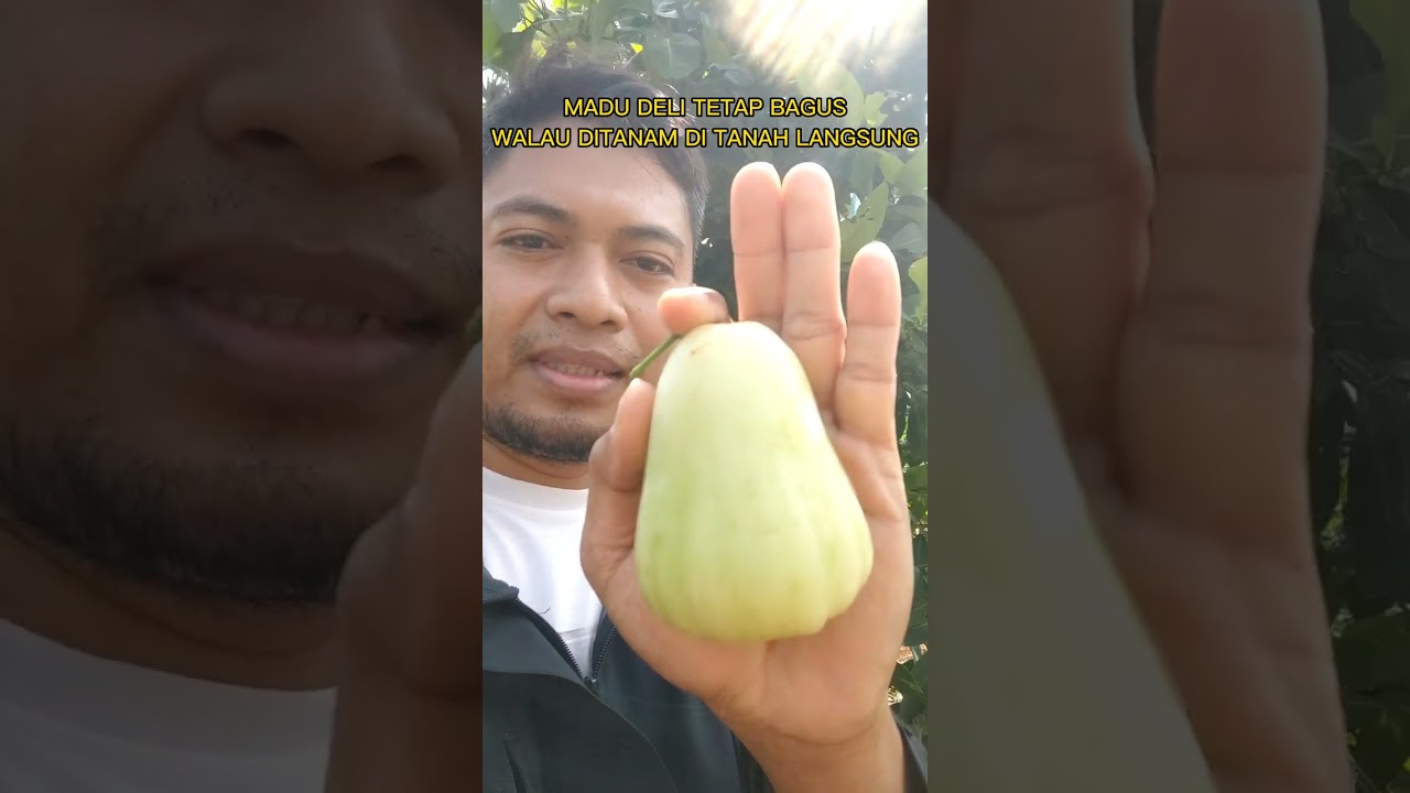 MADU DELI HIJAU DITANAM LANGSUNG DI TANAH, BAGAIMANA HASILNYA???