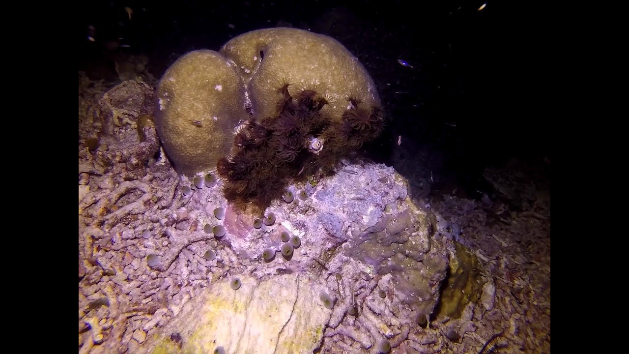 Tubastraea diaphana soft coral colony at Arborek jetty, Raja Ampat, 23