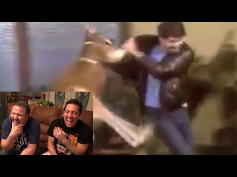 Killer Willard The Boxing Kangaroo Reaction!