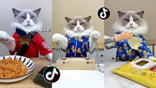 That Little Puff | Cats Make Food 😻 | Kitty God & Others | TikTok 2024 #48
