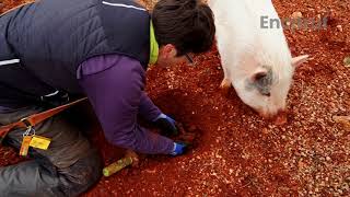 Truffle Hunting Pig. Bulla Piggy Truffle.