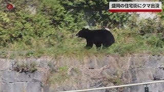 【速報】盛岡の住宅街にクマ出没