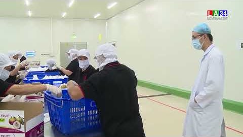 Vú sửa tím của Sóc Trăng xuất khẩu sang Mỹ tăng giá gấp 8 lần