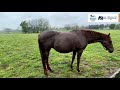 Tour Equine Nursery Farm  -- Mill Ridge Farm