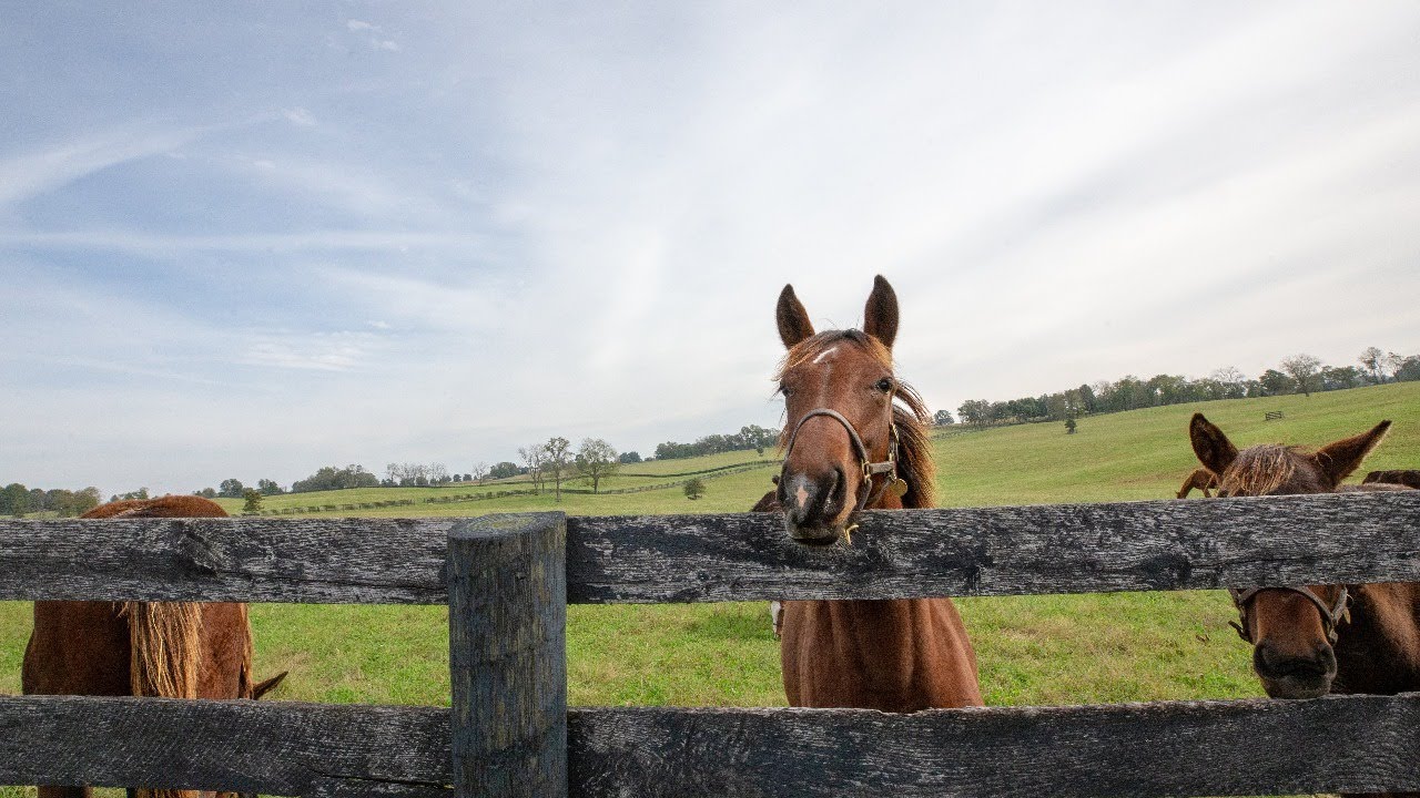 Tour Equine Nursery Farm Mill Ridge Farm YouTube