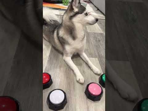 Video: Ingen petting, snälla: Tal upp för din hund