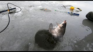 видео: ХОТЕЛ плотвы, а НАЛОВИЛ карася! Ловля со льда, на поплавок  Рыбалка зимой картинка: ХОТЕЛ плотвы, а НАЛОВИЛ карася! Ловля со льда, на поплавок  Рыбалка зимой