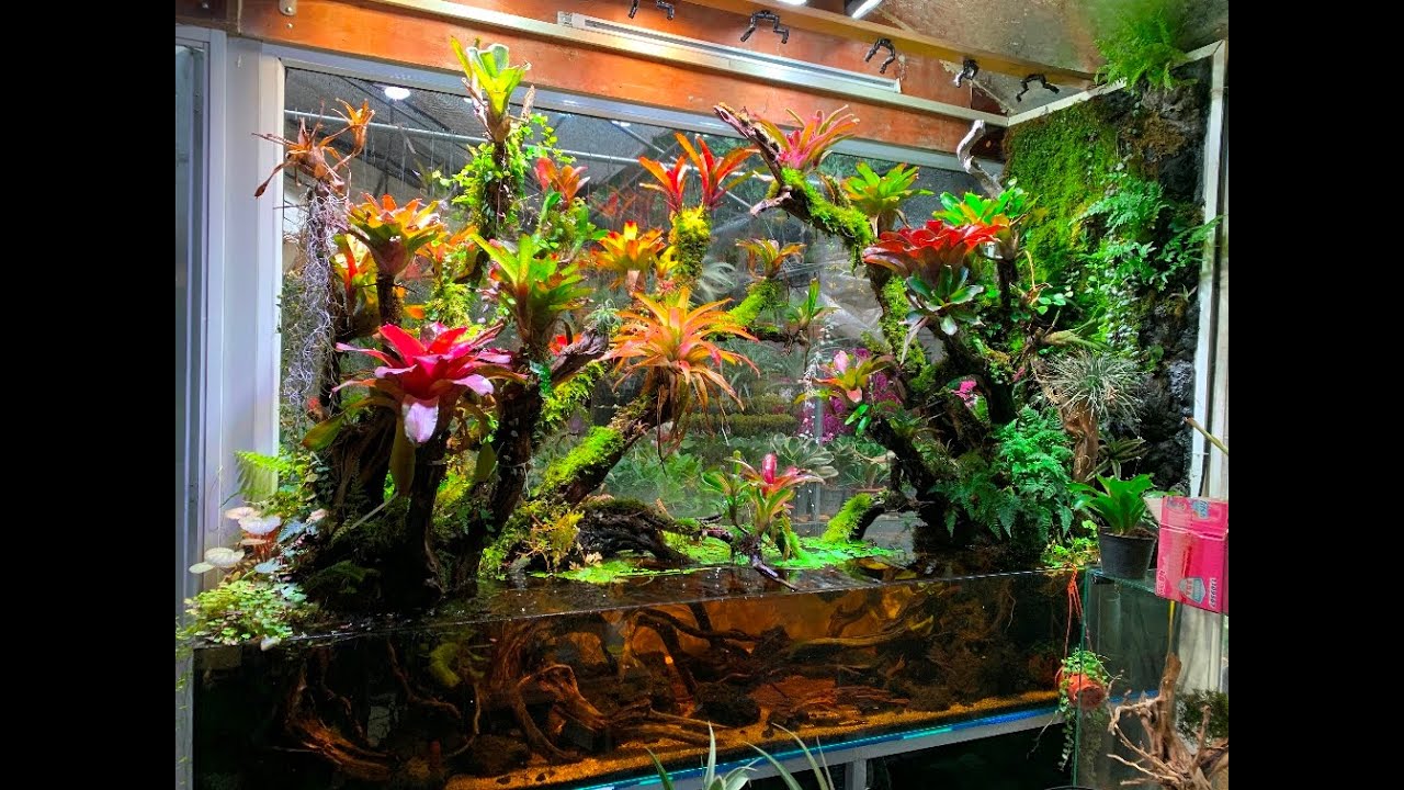 Hướng dẫn cách làm tiểu cảnh bể bán cạn rừng mưa nhiệt đới - YouTube