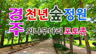 천년숲 영상