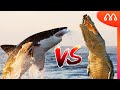 TUBARÃO BRANCO vs CROCODILO: QUEM VENCE ESSA BATALHA? White Shark  x Crocodilo Fight