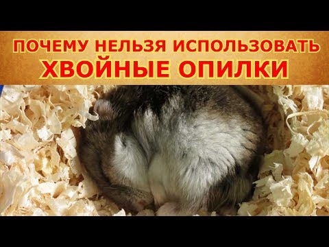 Почему хвойный наполнитель вреден для грызунов?