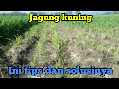 Video: Jagung Kaki: Punca, Rawatan, Dan Banyak Lagi