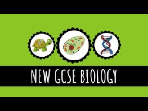 உணவின் வேதியியல்: கார்போஹைட்ரேட்டுகள், கொழுப்புகள் மற்றும் புரதங்கள் - 9-1 GCSE உயிரியல்